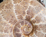 In Stone Fossils 