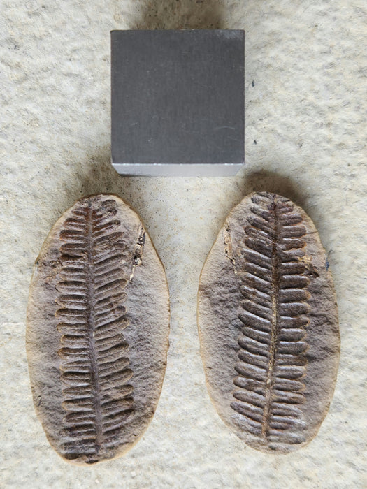 Fossil Fern | Crenulopteris acadica | Illinois