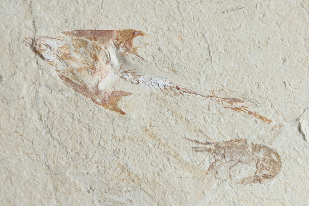 Coccodus insignis (fossil fish) and Carpopenaeus (fossil shrimp) | Lebanon