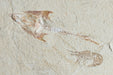 In Stone Fossils 