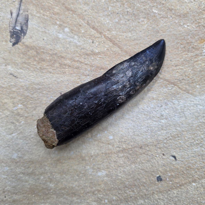 Rooted T.rex Tooth | Perkins Co. South Dakota | Hell Creek Formation