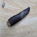 In Stone Fossils 