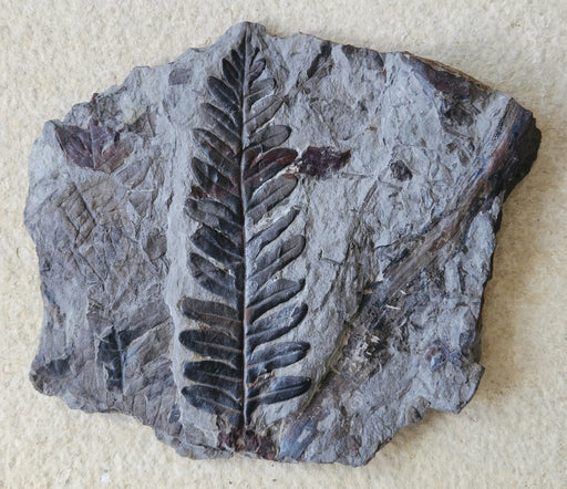 In Stone Fossils 