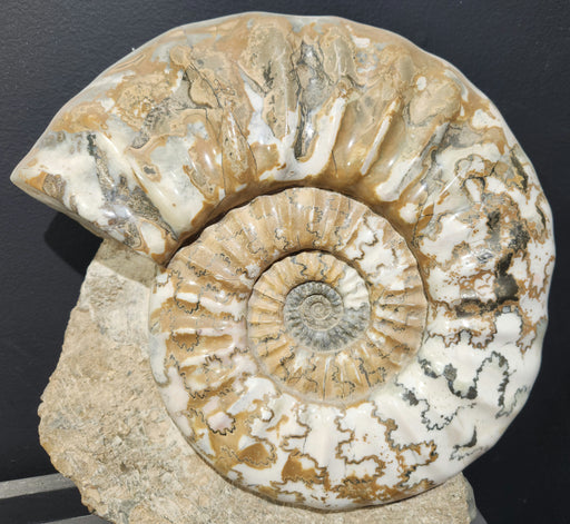 In Stone Fossils 