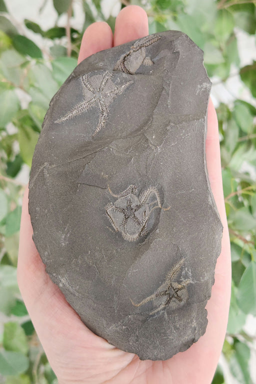 In Stone Fossils 