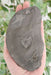 In Stone Fossils 