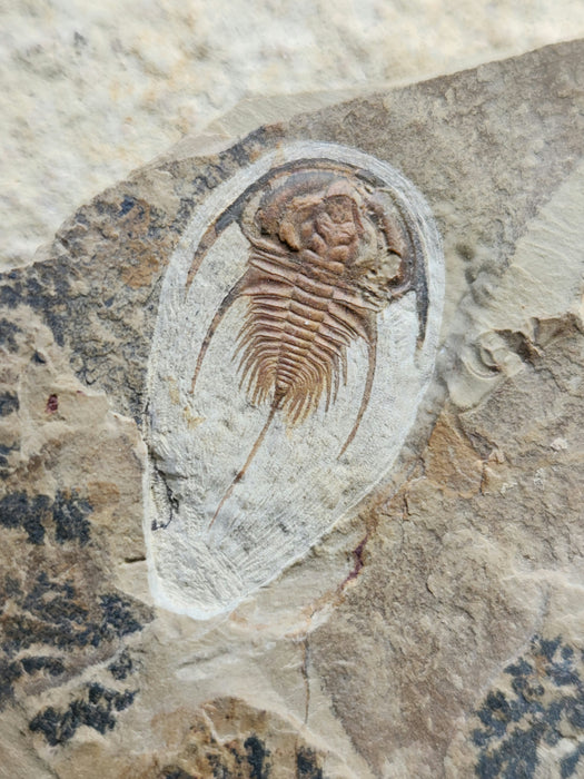 Olenellus Trilobite | Nevada