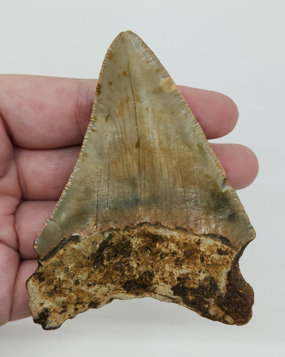 3.5" Megalodon Tooth | Hawthorn Formation