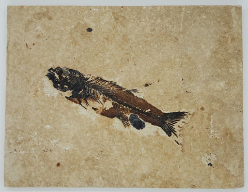 In Stone Fossils 