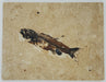 In Stone Fossils 