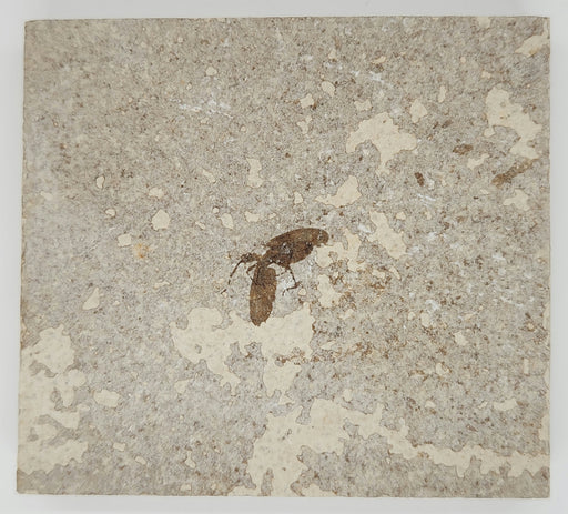 In Stone Fossils 