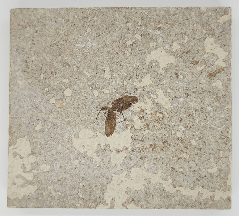 Plecia pealei (Love Bug or March Fly) | Eocene | Green River Formation