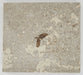 In Stone Fossils 