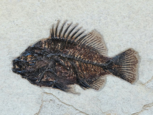 In Stone Fossils 