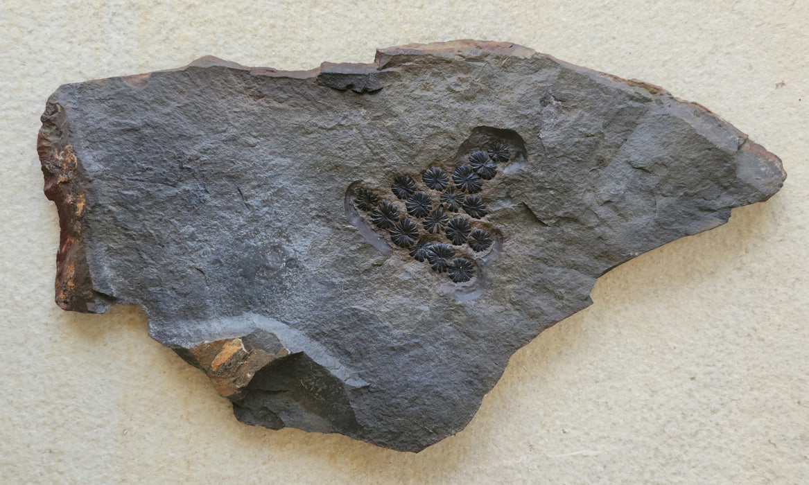 Fossil Plant | Annularia sphenophylloides | Spain