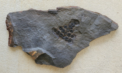 In Stone Fossils 