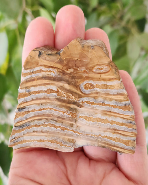 In Stone Fossils 