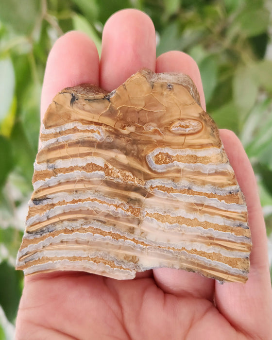Polished Mammoth Molar Slice