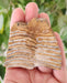 In Stone Fossils 