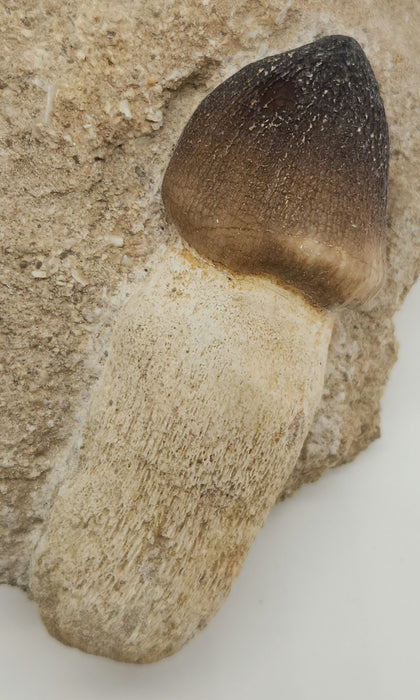 Mosasaur Tooth in Matrix | Igdamanosaurus (Globidens) aegyptiacus | Morocco