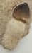 In Stone Fossils 