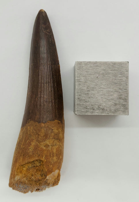 Spinosaurus Tooth | Cretaceous | Kem Kem Beds, Morocco