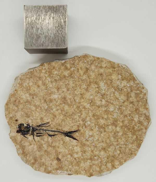 1.5" Amphiplaga brachyptera | Green River Formation | Wyoming