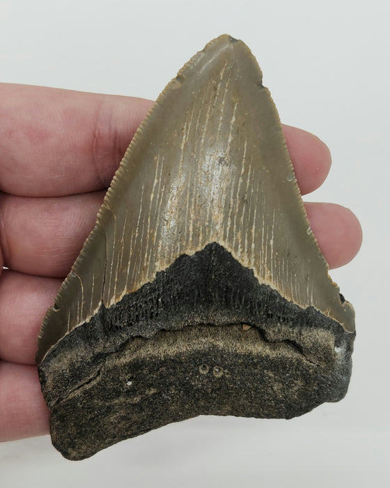 3.75" Megalodon Tooth | Hawthorn Formation