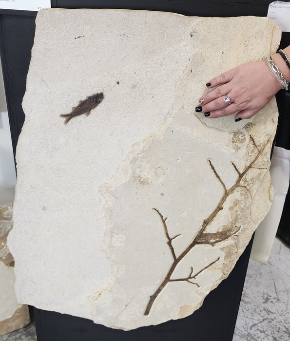 4.5" Knightia eocaena with undescribed branch | 100% Natural | Green River Formation | Wyoming