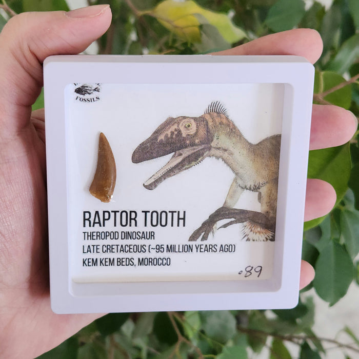Raptor Tooth | Late Cretaceous | Morocco