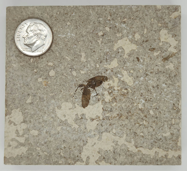 Plecia pealei (Love Bug or March Fly) | Eocene | Green River Formation
