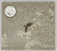 In Stone Fossils 