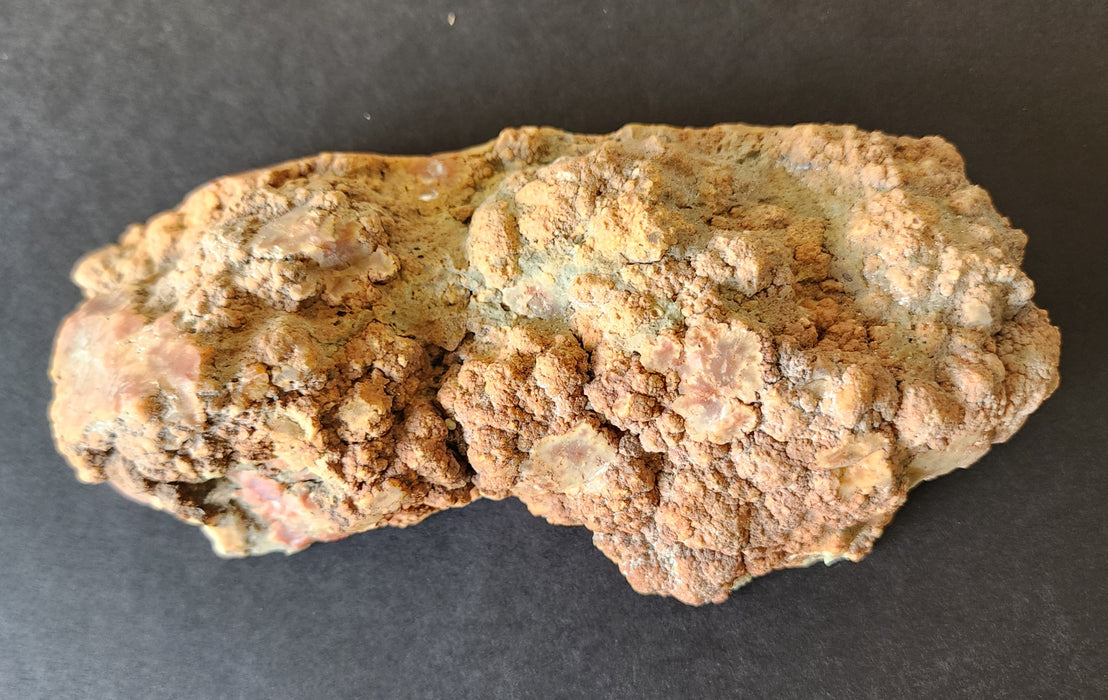Authentic Dinosaur Coprolite End Slice 💩 | Unpolished
