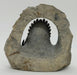 In Stone Fossils 