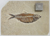 In Stone Fossils 