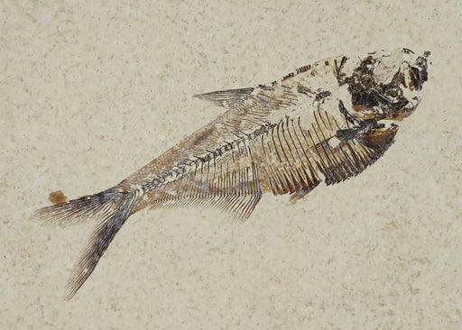 In Stone Fossils 