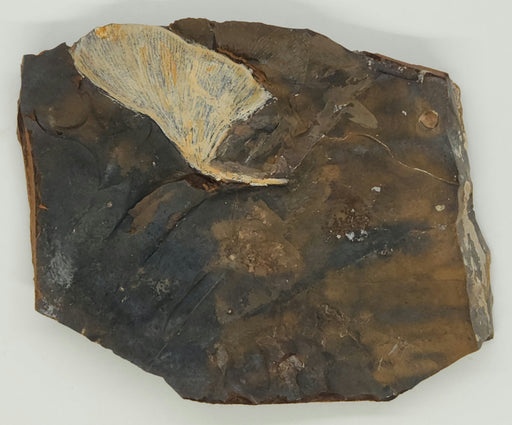 In Stone Fossils 
