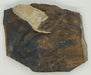 In Stone Fossils 