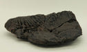 In Stone Fossils 