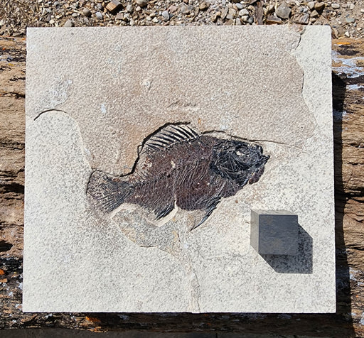 In Stone Fossils 