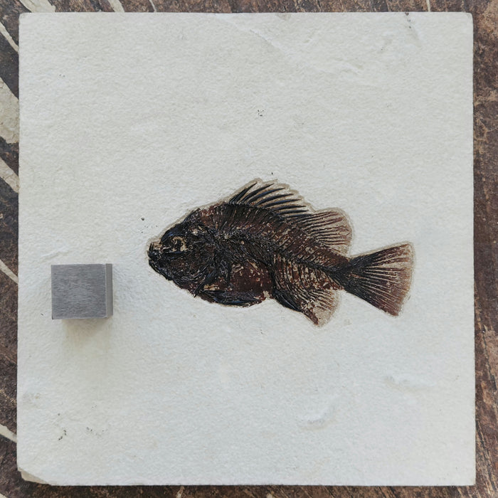 5.25" Cockerellites liops (formerly Priscacara liops) | 100% Natural | Green River Formation | Wyoming