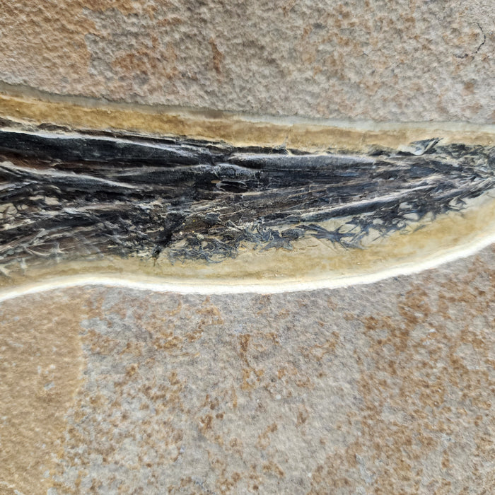 Super Rare Undescribed Paddlefish (sp.?) | Green River Formation