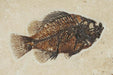 In Stone Fossils 