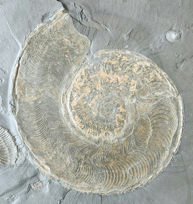 Harpoceras Ammonite | Germany