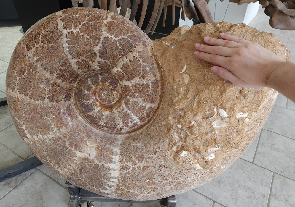 Giant Ammonite | Lobolytoceras costellatum | Madagascar