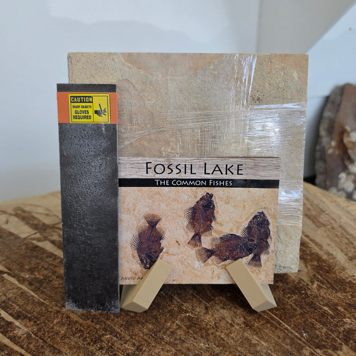 Fossil Block Experience Kit | Green River Formation | Fossil Butte Member