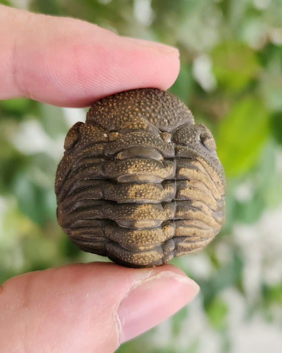 Enrolled Morocops Trilobite | Morocco