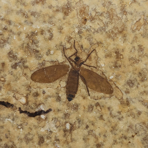 In Stone Fossils 