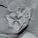 In Stone Fossils 
