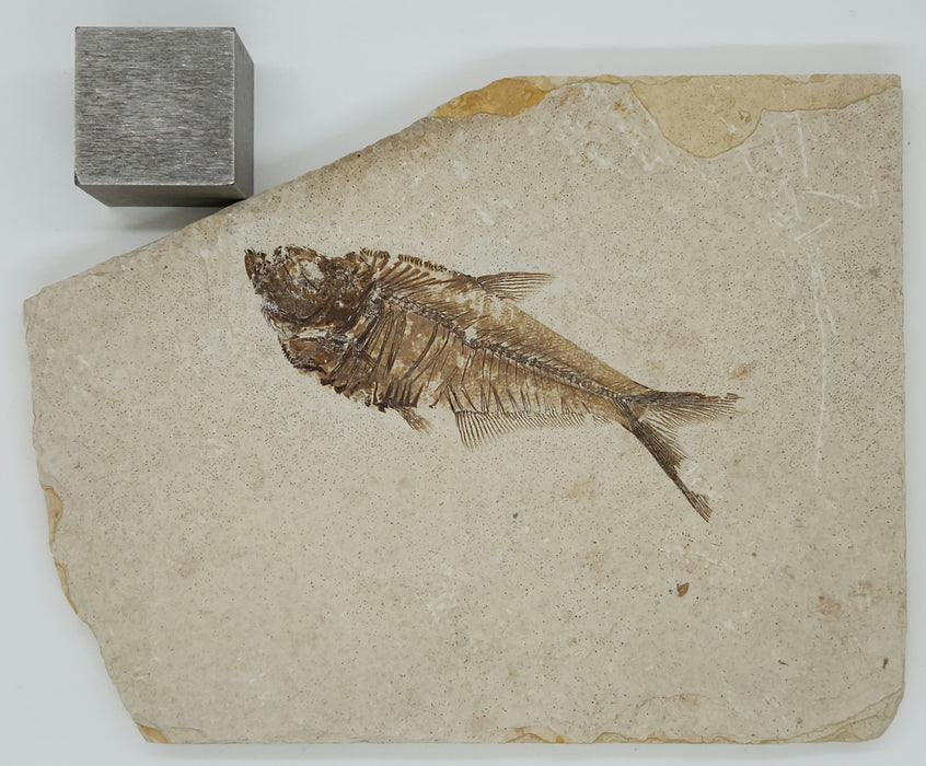 3.5" Diplomystus dentatus | Green River Formation | Wyoming